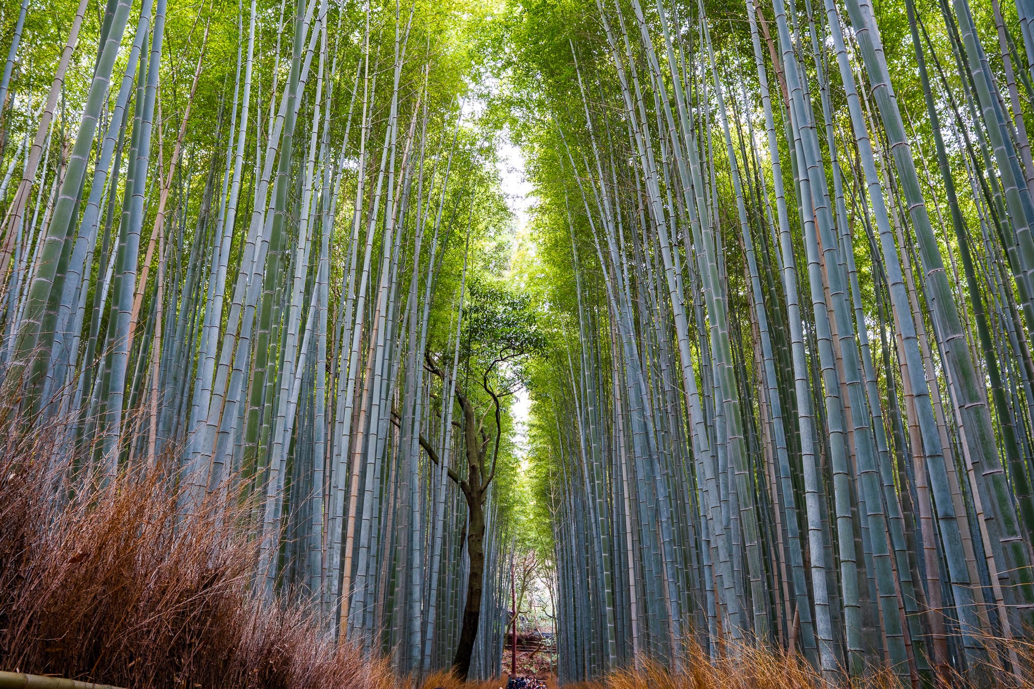 Bamboo Forest